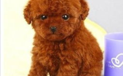 茶杯贵宾犬价格,揭秘市场行情与影响因素