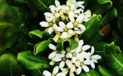 七里香植物,香飘万里的观赏与药用佳品