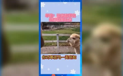 娱乐吃瓜群众模板,吃瓜群众视角下的热点事件与幕后真相