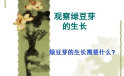 观察绿豆芽的生长ppt,绿豆芽生长观察与实验探究