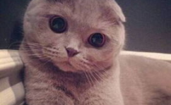 苏格兰折耳猫,独特基因突变下的温顺精灵，探寻其起源与魅力”