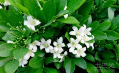 七里香植物,香飘万里的观赏与药用佳品