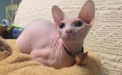无毛猫,独特基因突变下的温顺宠儿