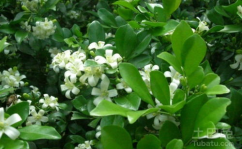 七里香植物,香飘万里的观赏与药用佳品