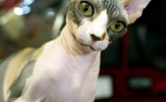 无毛猫,独特基因突变下的温顺宠儿