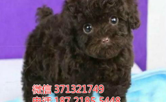 茶杯贵宾犬价格,揭秘市场行情与影响因素