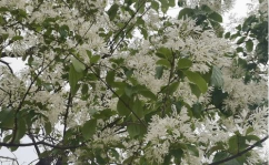 流苏树图片,春日雪白花海，秋实蓝黑果韵
