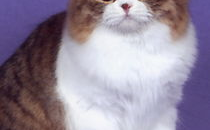 苏格兰折耳猫,独特基因突变下的温顺精灵，探寻其起源与魅力”