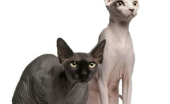 无毛猫,独特基因突变下的温顺宠儿