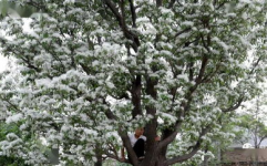 流苏树图片,春日雪白花海，秋实蓝黑果韵